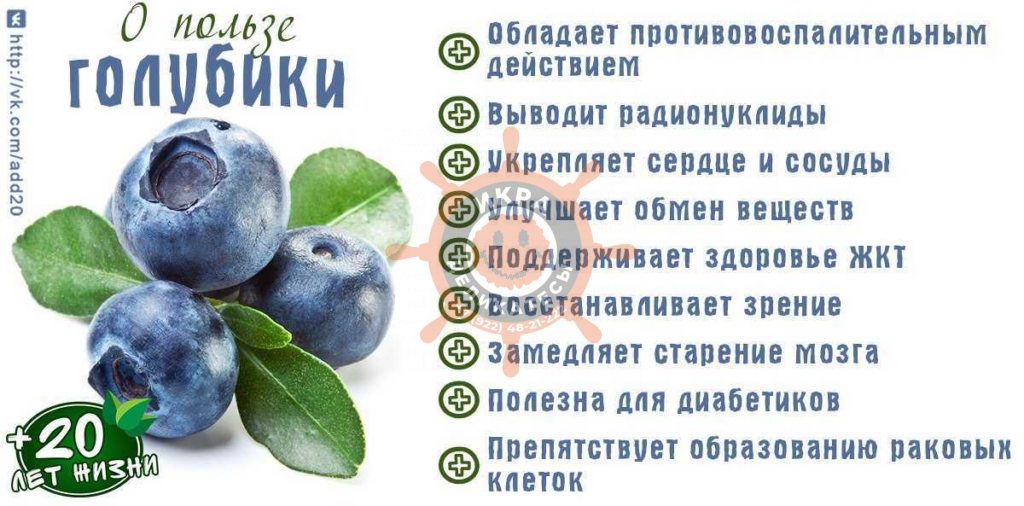 Голубика свежая - 600гр
